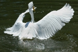 Great Egret in water with fish at San Diego Animal Park in Escondido-01 5-10-07