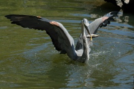 Great Blue Heron in water with fish at San Diego Animal Park in Escondido-03 5-10-07