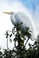 great egret in tree at san diego zoo-1-2 1-17-07