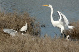 Great Egret in flight over San Elijo lagoon in Solana Beach-14 2-2-07