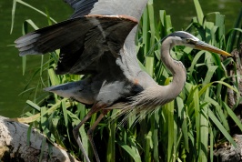 Great Blue Heron at San Diego Animal Park in Escondido-02 4-26-07