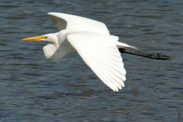 Great Egret in flight over San Elijo lagoon in Solana Beach-08 2-2-07