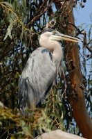 Great Blue Heron in tree at San Joaquin Wildlife Sanctuary in Irvine-01 6-23-07