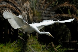 Great Egret in flight at San Diego Animal Park in Escondido-28 5-3-07