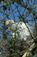 Cattle Egret nesting in Acacia trees at San Diego Animal Park in Escondido-01 5-10-07