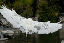 Great Egret in flight at San Diego Animal Park in Escondido-21 5-3-07