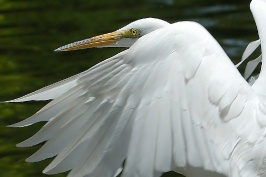 Great Egret in flight at San Diego Animal Park in Escondido-20-2 5-3-07