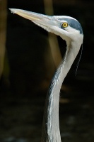 great blue heron at san diego zoo-4-2 1-17-07