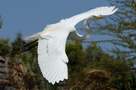 Great Egret in flight at San Diego Animal Park in Escondido-10 5-3-07