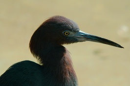 Small Blue Heron at San Diego Zoo 1-7-06