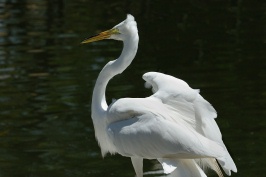 Great Egret at San Diego Animal Park in Escondido-01 5-10-07