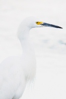 Snowy Egret at Batiquitos Lagoon in Encinitas-07 12-5-06