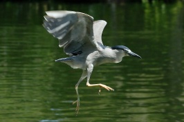 Black Crowned Night Heron in flight at San Diego Animal Park in Escondido-14 5-3-07