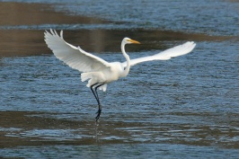 Great Egret at Batiquitos Lagoon in Encinitas-7 11-21-06
