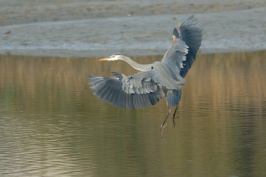 Great Blue Heron at Batiquitos Lagoon in Encintas-1 11-21-06