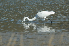 Great Egret at Batiquitos Lagoon in Encinitas-10 11-18-06