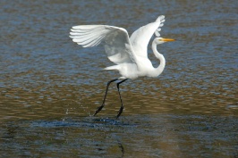 great egret at batiquitos lagoon in encinitas-02 1-13-07