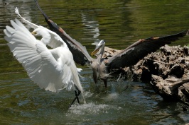 Great Egret and Great Blue Heron fighting at San Diego Animal Park in Escondido 5-3-07
