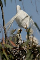 Great Egret and chicks in nest at Batiquitos Lagoon-11 5-14-07