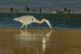 Great Blue Heron hunting in Batiquitos Lagoon in Encinitas-5 12-5-06