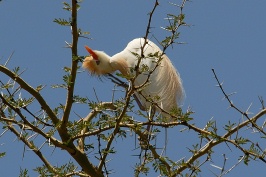 Cattle Egret in tree at San Diego Animal Park in Escondido-01 4-19-07-1