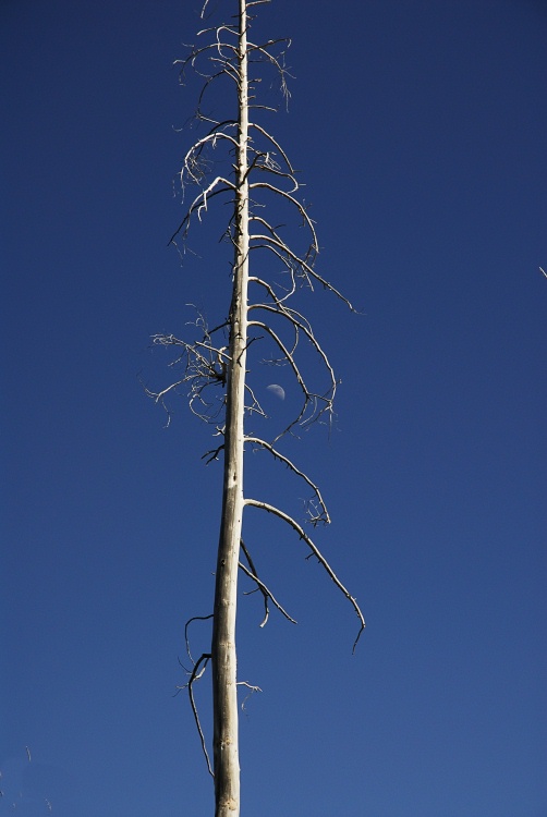 Dead pine and the moon near Rainbow Falls at Mammoth-2 8-1-06