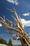 Dead Bristlecone pine at Patriarch Grove in White Mountains-2 8-3-06