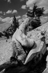 Dead Bristlecone pine at Patriarch grove in the White Mountains-1bw 8-3-06