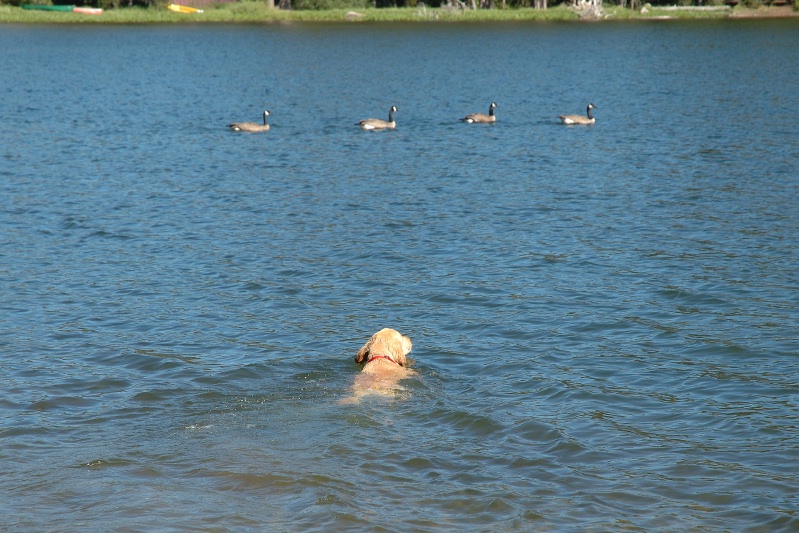 Calla swimming after Canada Geese in Lake Serena-01 7-28-07