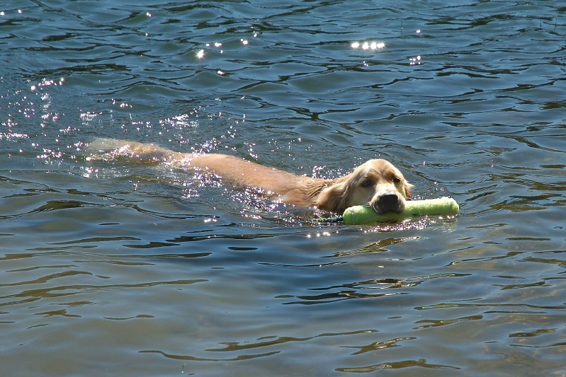 Calla swimming in Lake Serena-01 7-28-07