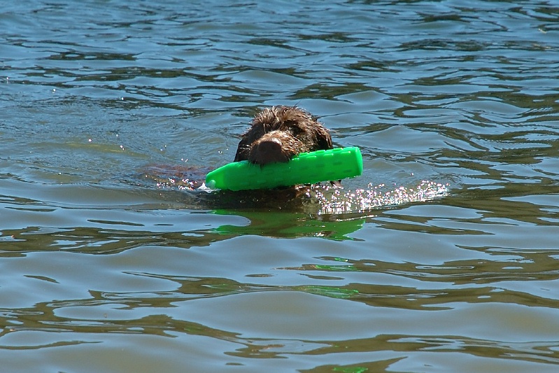Miles swimming in Lake Serena-01 7-28-07