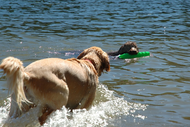 Calla & Miles swimming in Lake Serena-01 7-28-07