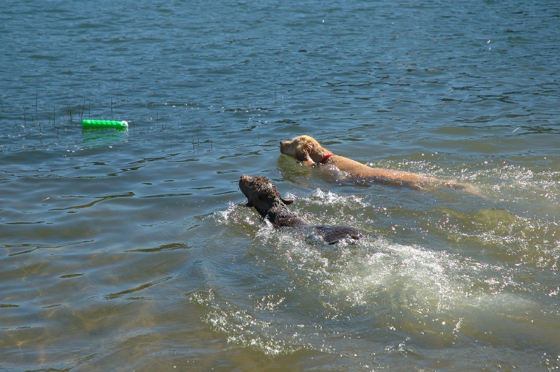 Calla & Miles swimming in Lake Serena-03 7-28-07