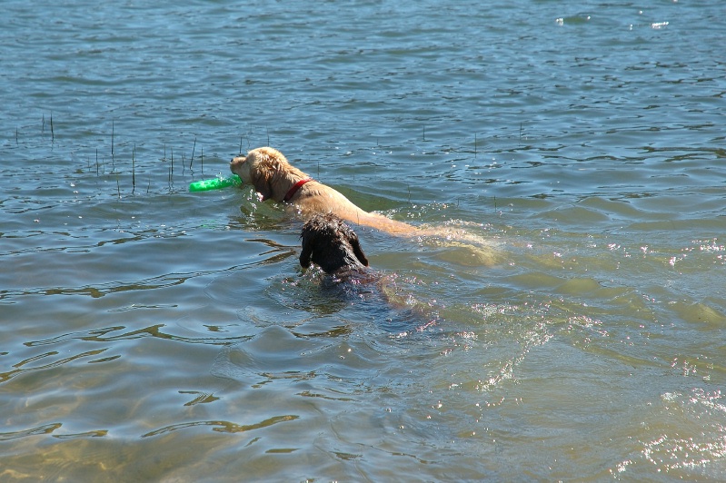 Calla & Miles swimming in Lake Serena-04 7-28-07