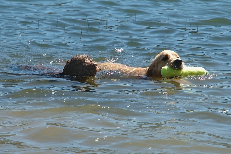 Calla & Miles swimming in Lake Serena-11 7-28-07