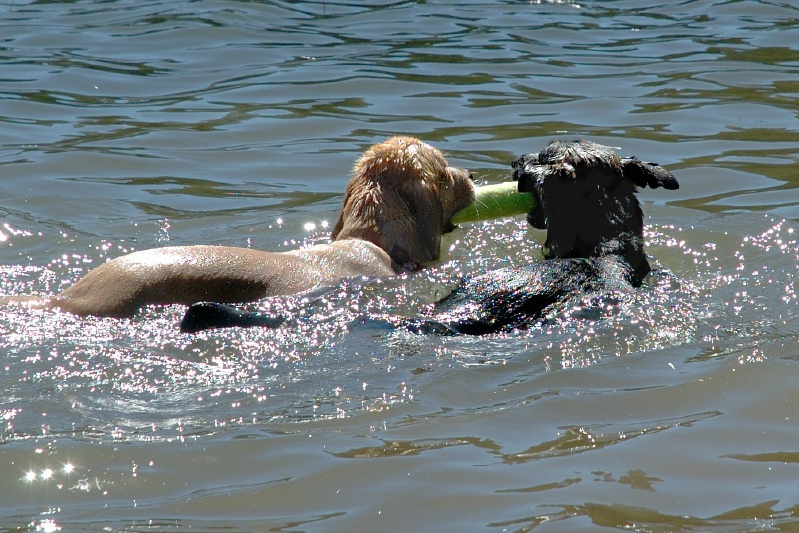 Calla & Miles swimming in Lake Serena-17 7-28-07