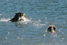 Calla Charlie Miles swimming in Lake Serena-01 7-28-07