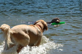 Calla & Miles swimming in Lake Serena-01 7-28-07