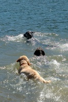 Calla Charlie Miles swimming in Lake Serena-05 7-28-07