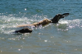 Calla Charlie Miles swimming in Lake Serena-06 7-28-07