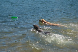 Calla & Miles swimming in Lake Serena-03 7-28-07