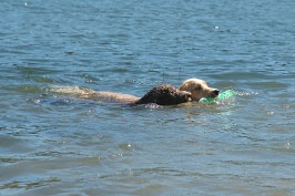 Calla & Miles swimming in Lake Serena-05 7-28-07