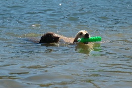Calla & Miles swimming in Lake Serena-07 7-28-07