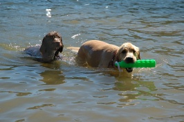 Calla & Miles swimming in Lake Serena-09 7-28-07