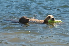 Calla & Miles swimming in Lake Serena-11 7-28-07