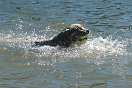 Calla & Miles swimming in Lake Serena-14 7-28-07