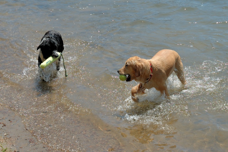 Shasta & Calla with toys in Lake Serena at Serene Lakes 8-4-07