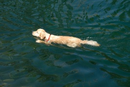 Calla swimming in Long Lake near Serene Lakes-02 7-29-07