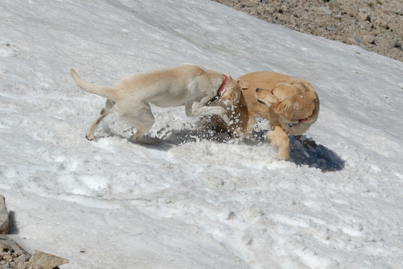Calla & Luna playing in snow at summit of Mt Lola in Tahoe National Forest-04 8-7-07