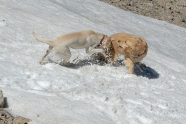 Calla & Luna playing in snow at summit of Mt Lola in Tahoe National Forest-04 8-7-07